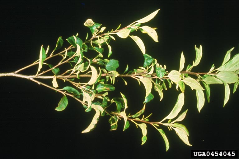 apple proliferation phytoplasma (Candidatus Phytoplasma mali APMLO) on