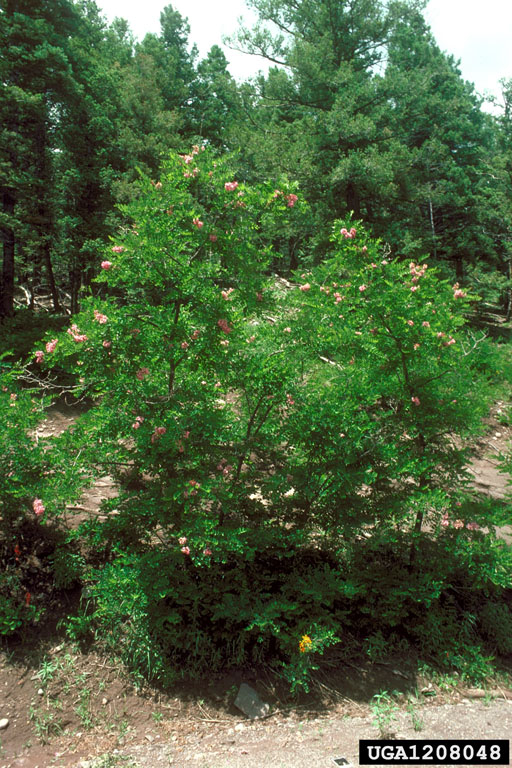 New Mexico locust, Robinia neomexicana (Fabales Fabaceae (Leguminosae