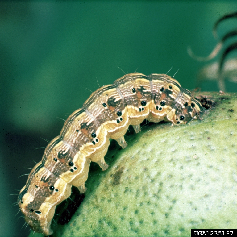 corn earworm, tomato fruitworm (Helicoverpa zea)