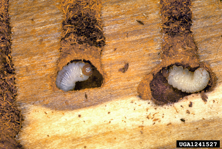 DouglarFir Beetle Bugwoodwiki