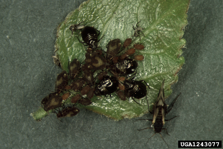 black cherry aphid (Myzus cerasi ) on common chokecherry (Prunus