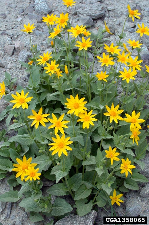 heartleaf arnica (Arnica cordifolia)