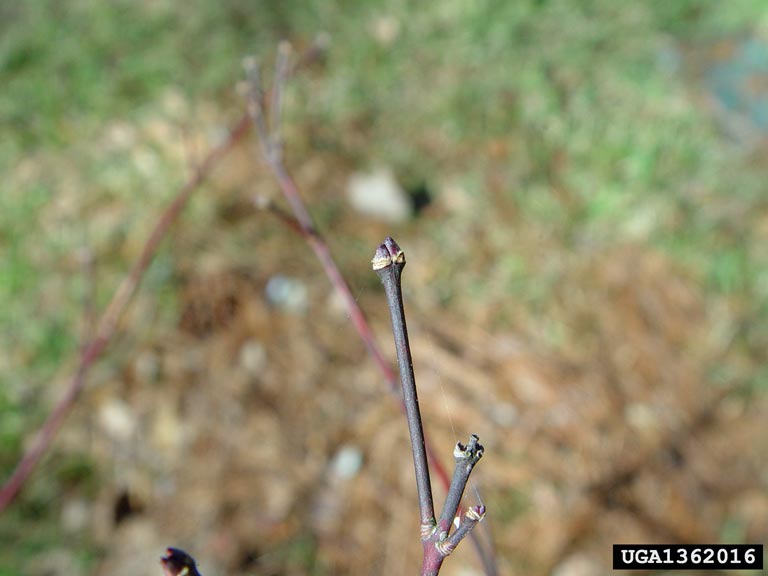 Japanese maple (Acer palmatum)