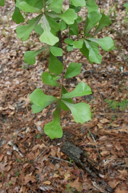 water oak, Quercus nigra (Fagales Fagaceae) 1378146