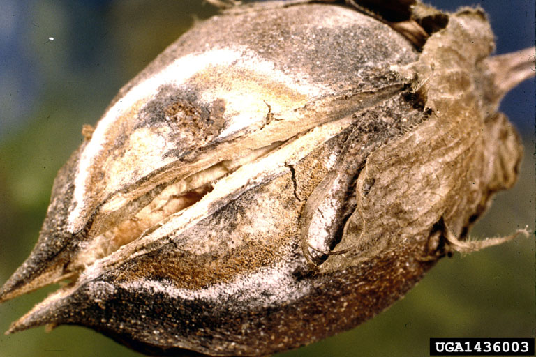 Bakanae Disease of Rice / cotton boll rot (Gibberella fujikuroi ) on