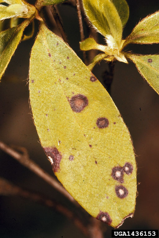 leaf spot or scorch (Septoria azalea ) on rhododendrons and azaleas
