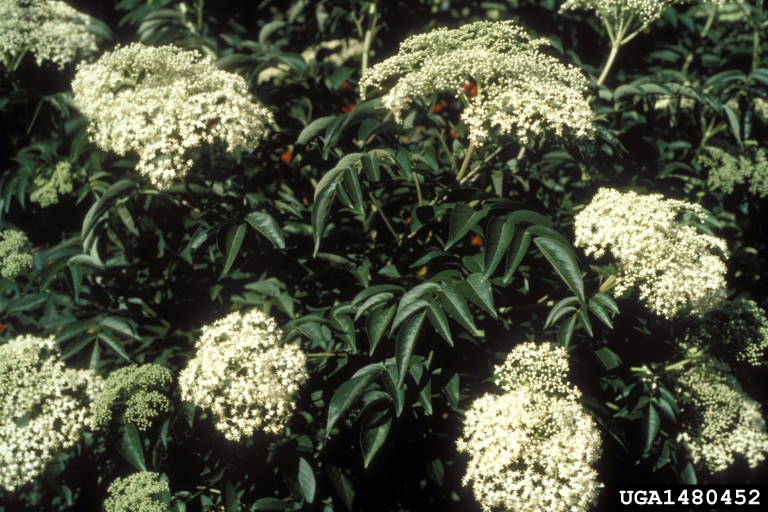 common elderberry (Sambucus nigra ssp. canadensis)