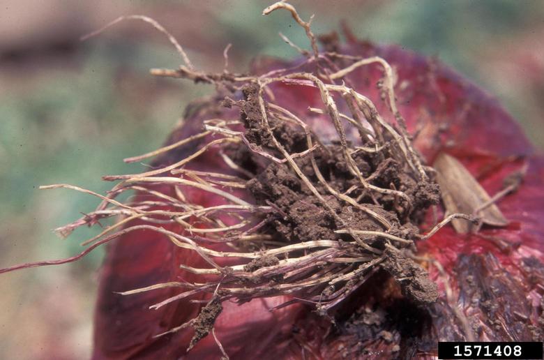 pink root rot (Setophoma terrestris ) on garden onion (Allium cepa