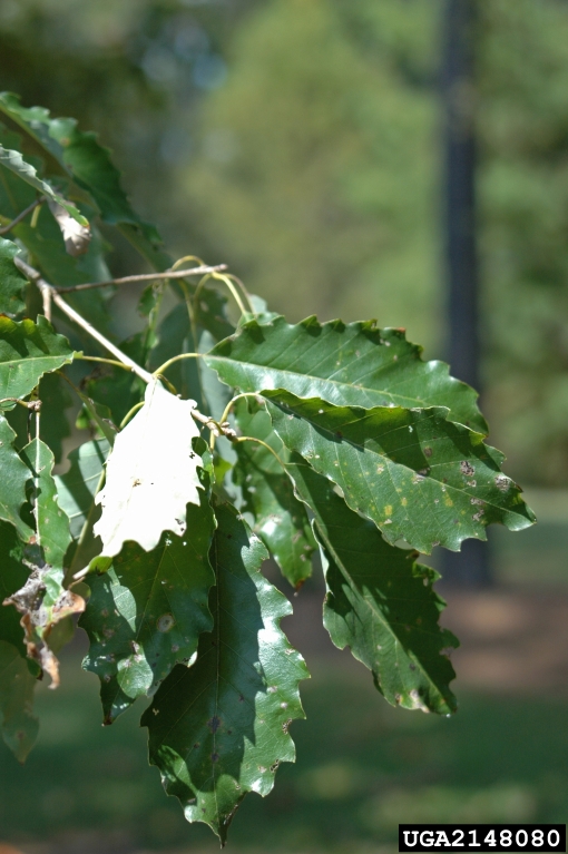 dwarf chinkapin oak (Quercus prinoides)