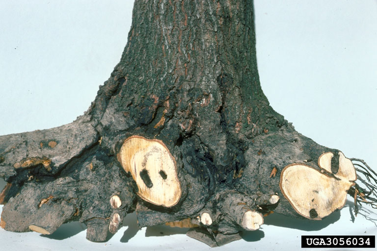 persimmon borer, Sannina uroceriformis (Lepidoptera Sesiidae) 3056034
