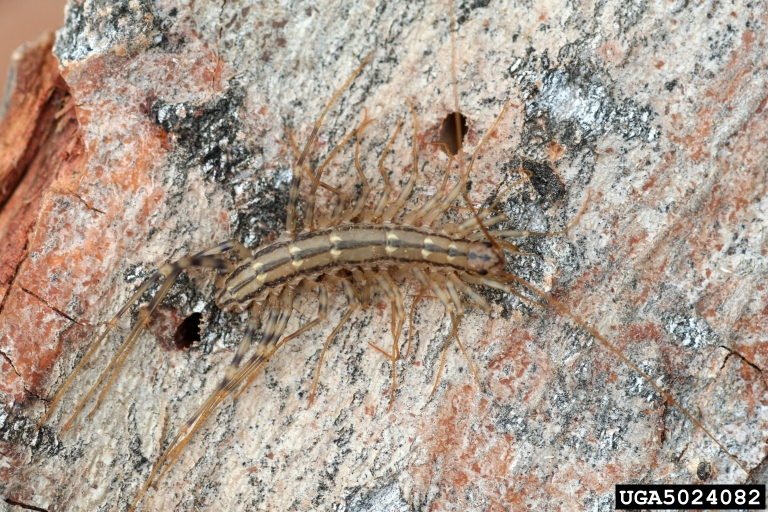 house centipede (Scutigera coleoptrata)