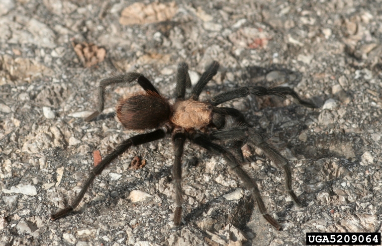 Colorado Tarantulas Bugwoodwiki