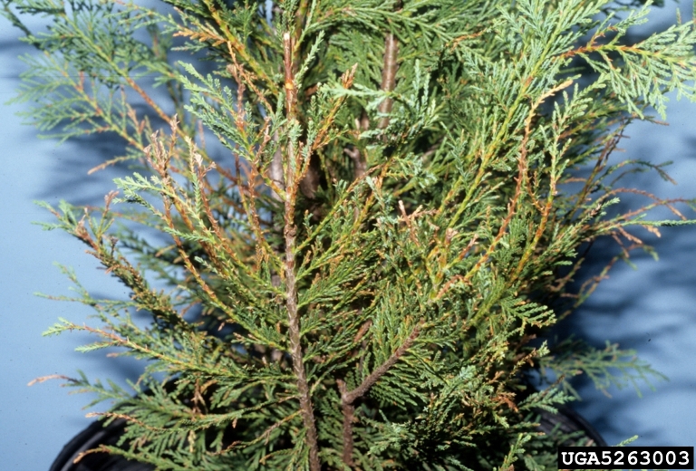 leaf spot (Passalora sequoiae)