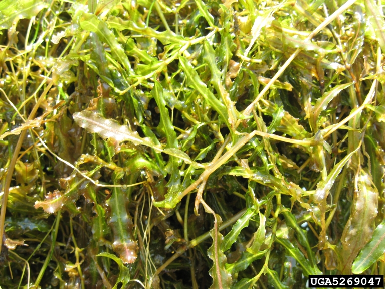 curlyleaved pondweed, Potamogeton crispus (Najadales Potamogetonaceae