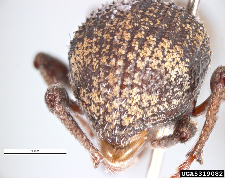 Oribius weevil (Oribius tessellatus (Blanchard, 1853))