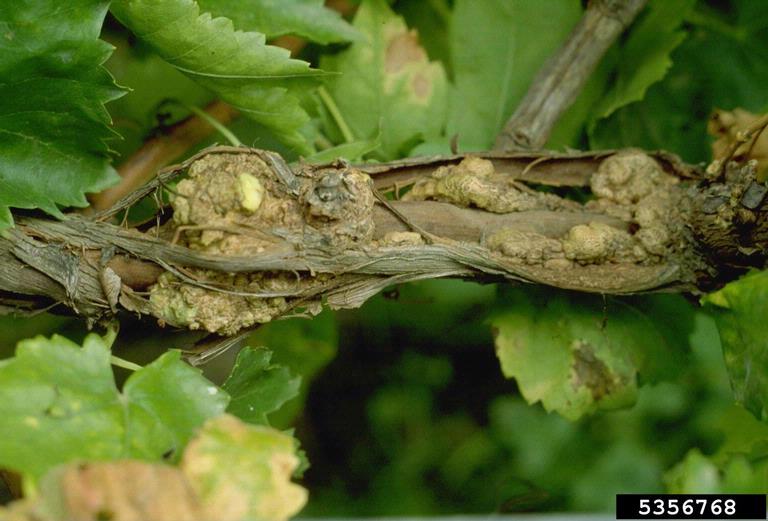crown gall (Rhizobium radiobacter ) on wine grape (Vitis vinifera