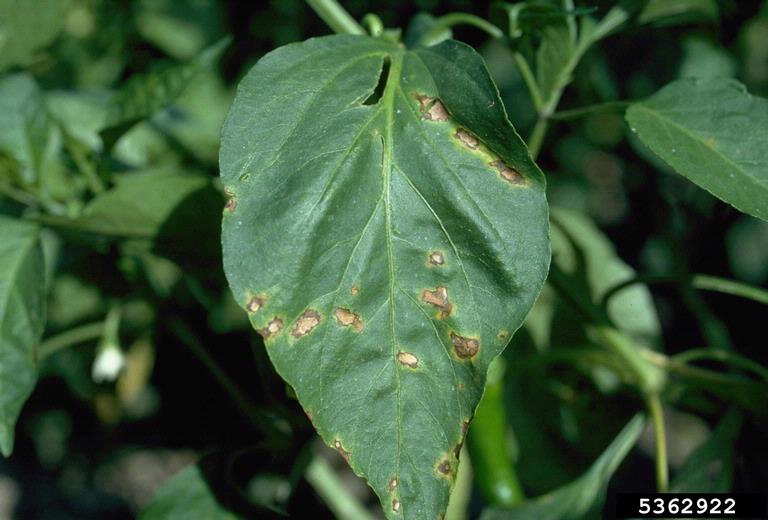 bacterial spot (Xanthomonas vesicatoria ) on pepper (Capsicum spp
