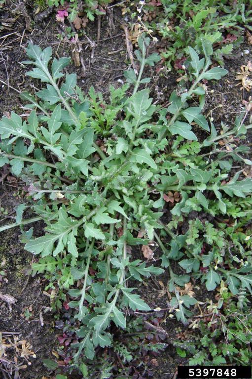 corn poppy, Papaver rhoeas (Papaverales Papaveraceae) 5397848