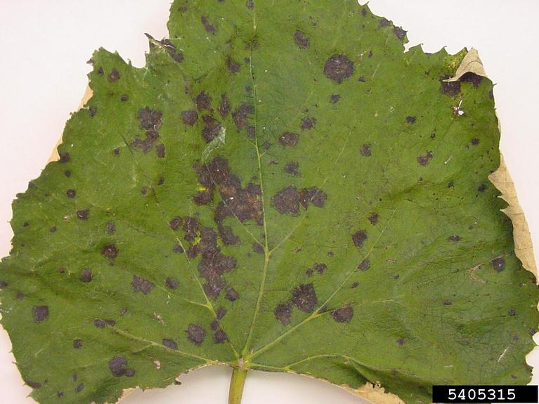 leaf blight (Isariopsis leaf spot) (Mycosphaerella personata ) on grape