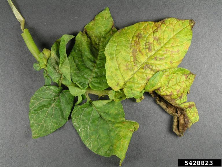 potato virus Y (PVY) (Potyvirus Potato virus Y)