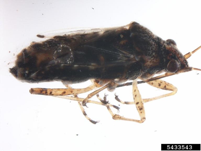 false chinch bug, Nysius raphanus (Hemiptera Lygaeidae) 5433543