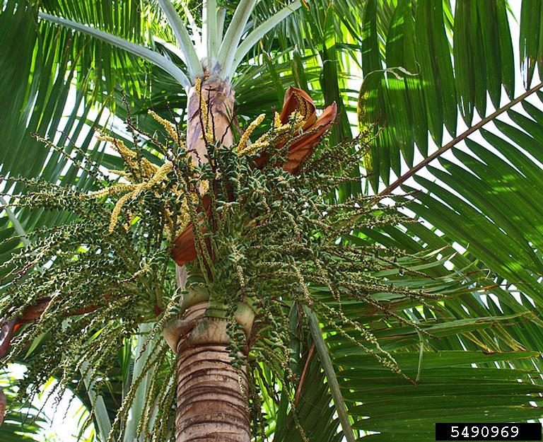 princess palm (Dictyosperma album)