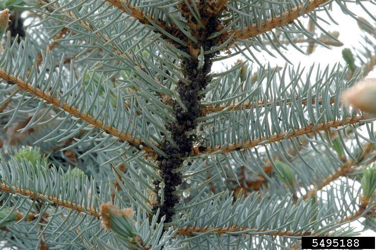 giant conifer aphids (Cinara spp. ) on blue spruce (Picea pungens