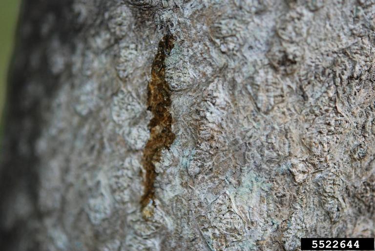 spotted lanternfly (Lycorma delicatula ) on treeofheaven (Ailanthus