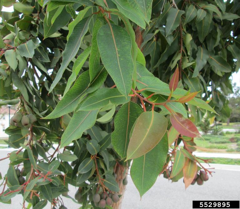 redflower gum, Corymbia ficifolia (Myrtales Myrtaceae) 5529895