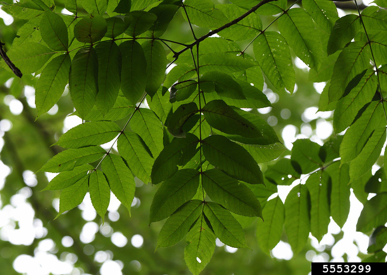 black ash (Fraxinus nigra)