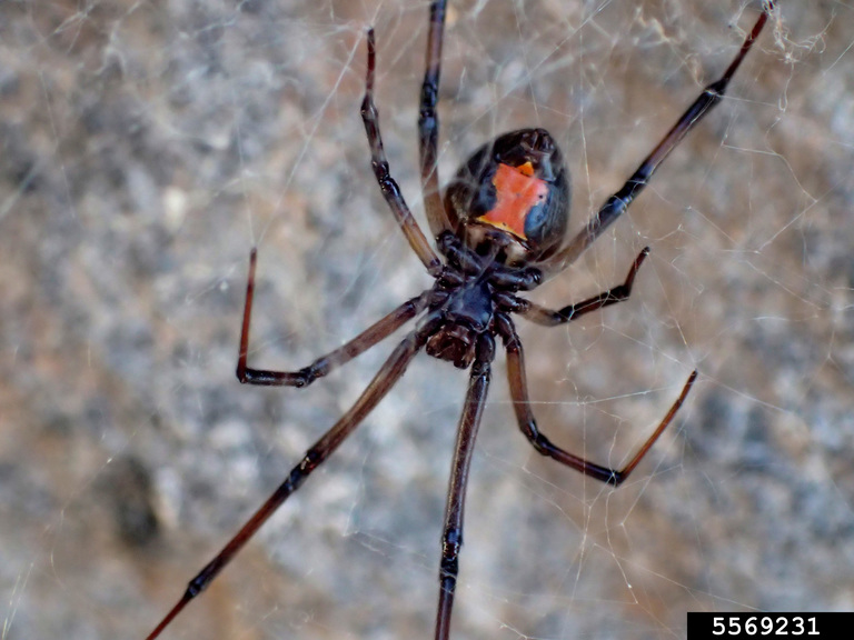 widow spider, Latrodectus menavodi (Araneae Theridiidae) 5569231