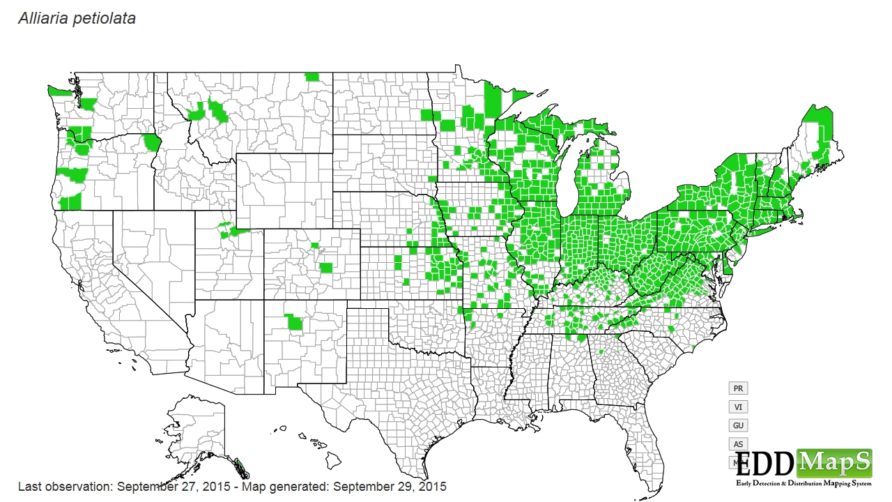 garlic mustard, Alliaria petiolata N/A Capparales Brassicaceae