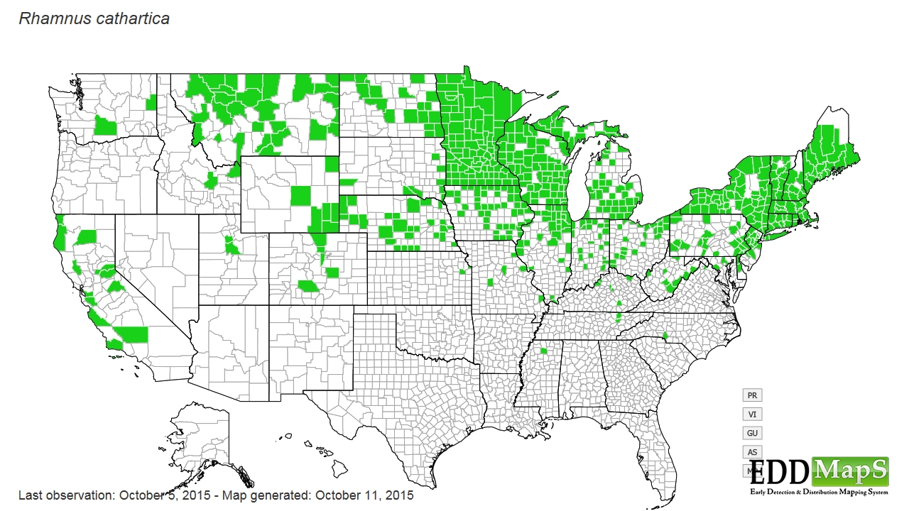 Common Buckthorn Distribution Map Europe European buckthorn, Rhamnus cathartica N/A Rhamnales Rhamnaceae