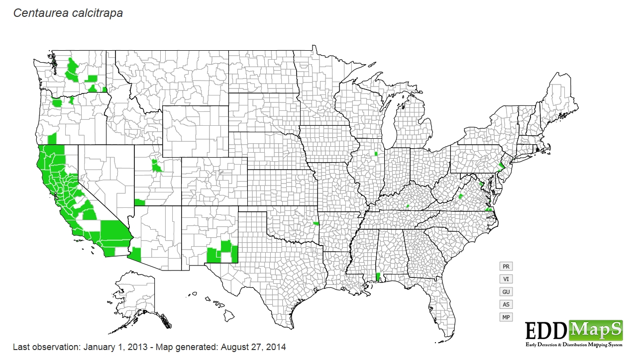 Centaurea Calcitrapa Map Europe NWMA Weed Information
