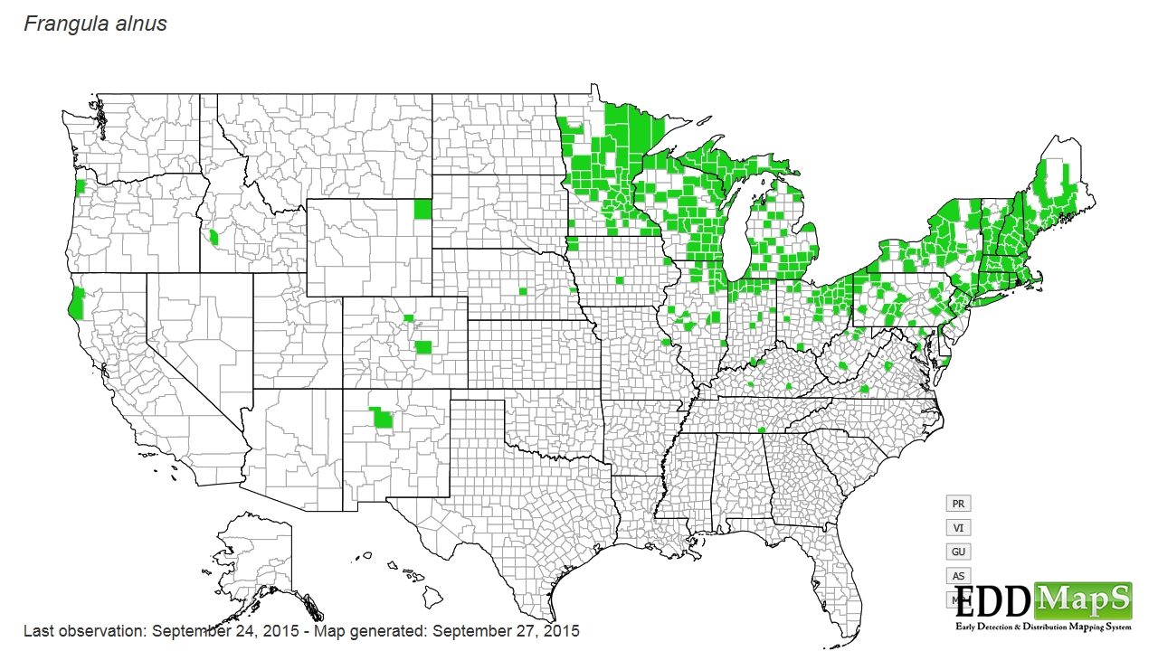 Common Buckthorn Distribution Map Europe glossy buckthorn, Frangula alnus N/A Rhamnales Rhamnaceae