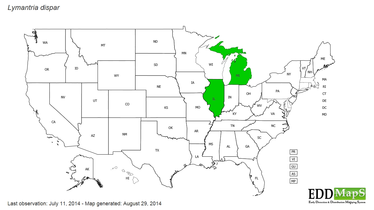 Gypsy moths in the United States Wikipedia