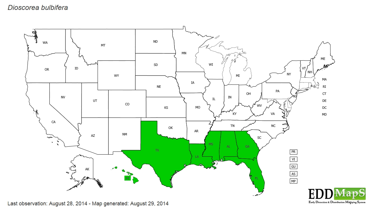 Air Potato In China And Africa Map airpotato (Dioscorea bulbifera) EDDMapS State Distribution