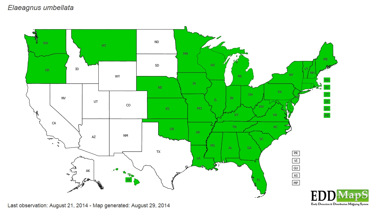 Autumn Olive In Asia Map autumn olive (Elaeagnus umbellata) EDDMapS State Distribution
