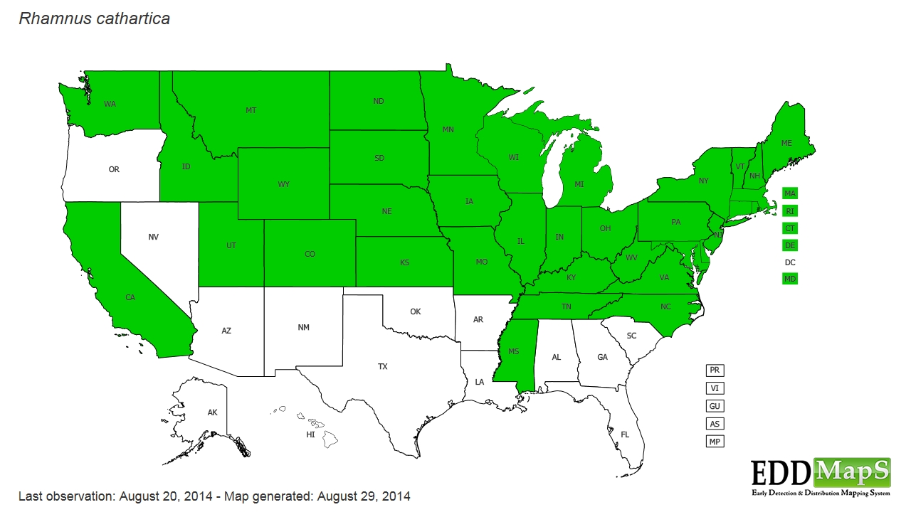 Common Buckthorn Distribution Map Europe European buckthorn (Rhamnus cathartica) EDDMapS State Distribution
