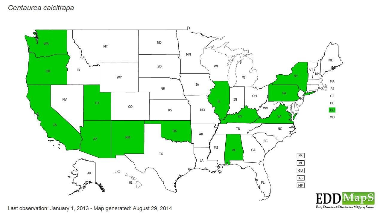 Centaurea Calcitrapa Map Europe purple starthistle (Centaurea calcitrapa) EDDMapS State Distribution