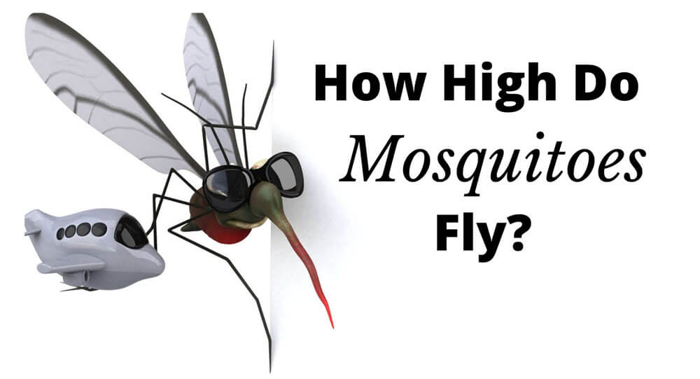 How High Do Mosquitoes Fly?