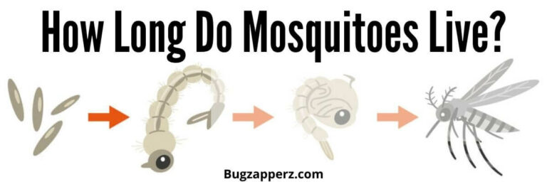 How Long Do Mosquitoes Live? Animascorp