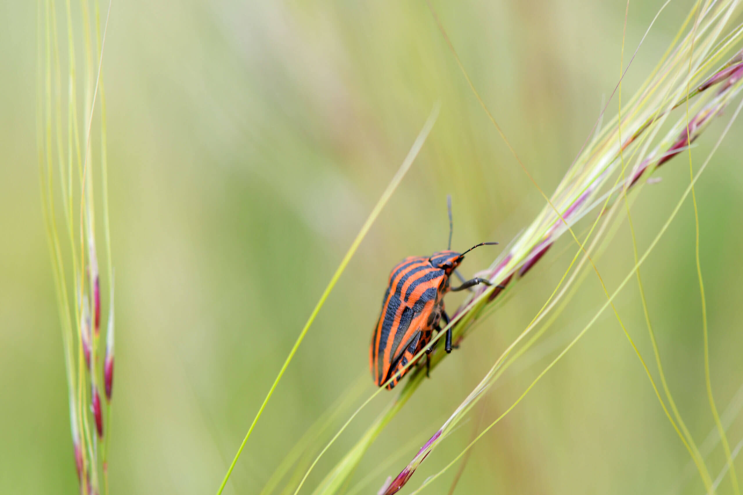 How to Combat Chinch Bugs in St. Augustine Grass Duda Sod