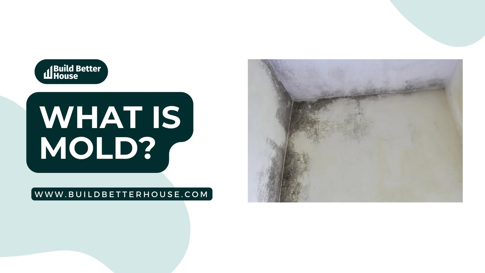 What is Mold A Comprehensive Guide to Understanding and Addressing It