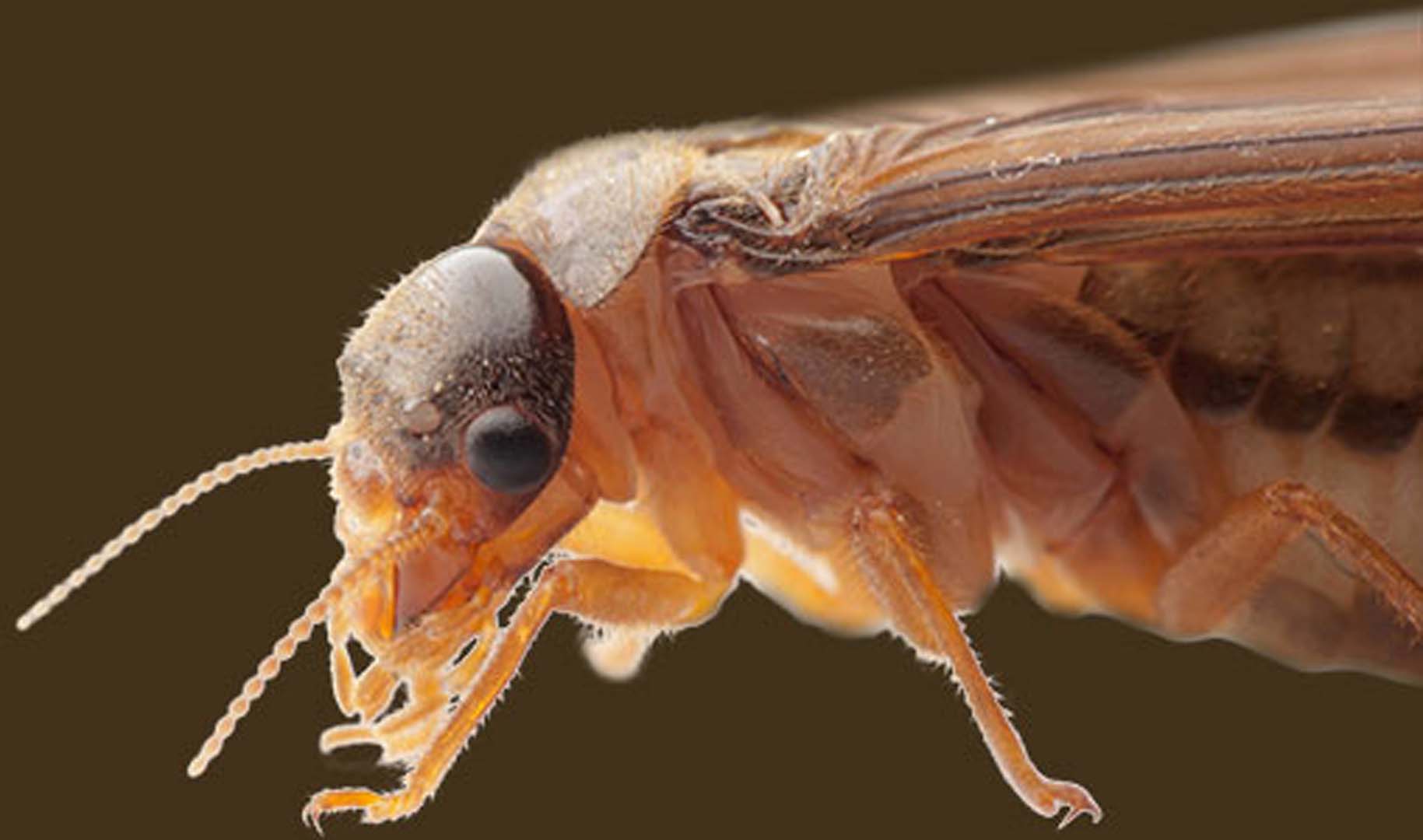 BuildShield Termite Protection BuildBlock Insulating Concrete Forms