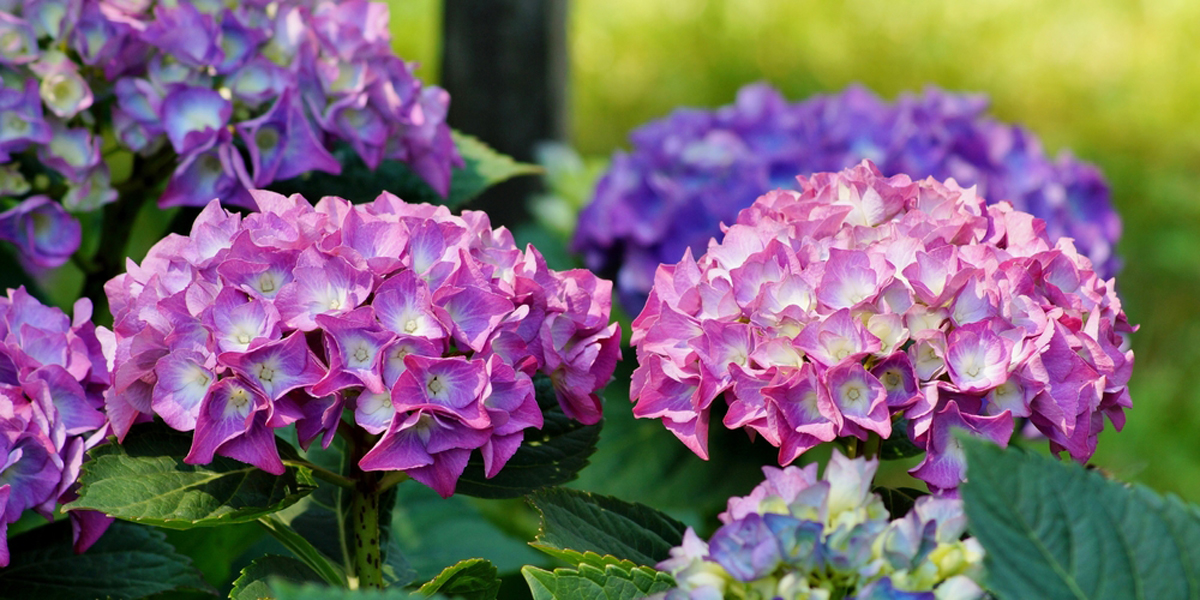 Today, flowers remain a welcome substitute for words, enhancing the giver's message with fragrance and beauty. Winter Gardening Tips For March And April In New Zealand