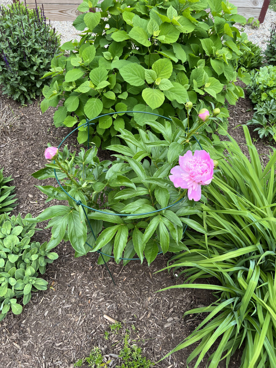 Peony Bush Care in the Garden Beginners Guide Building Bluebird