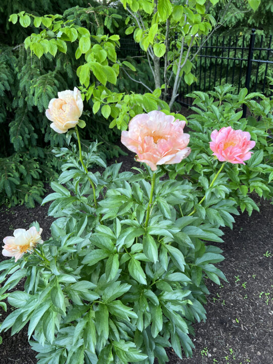 Peony Bush Care in the Garden Beginners Guide Building Bluebird