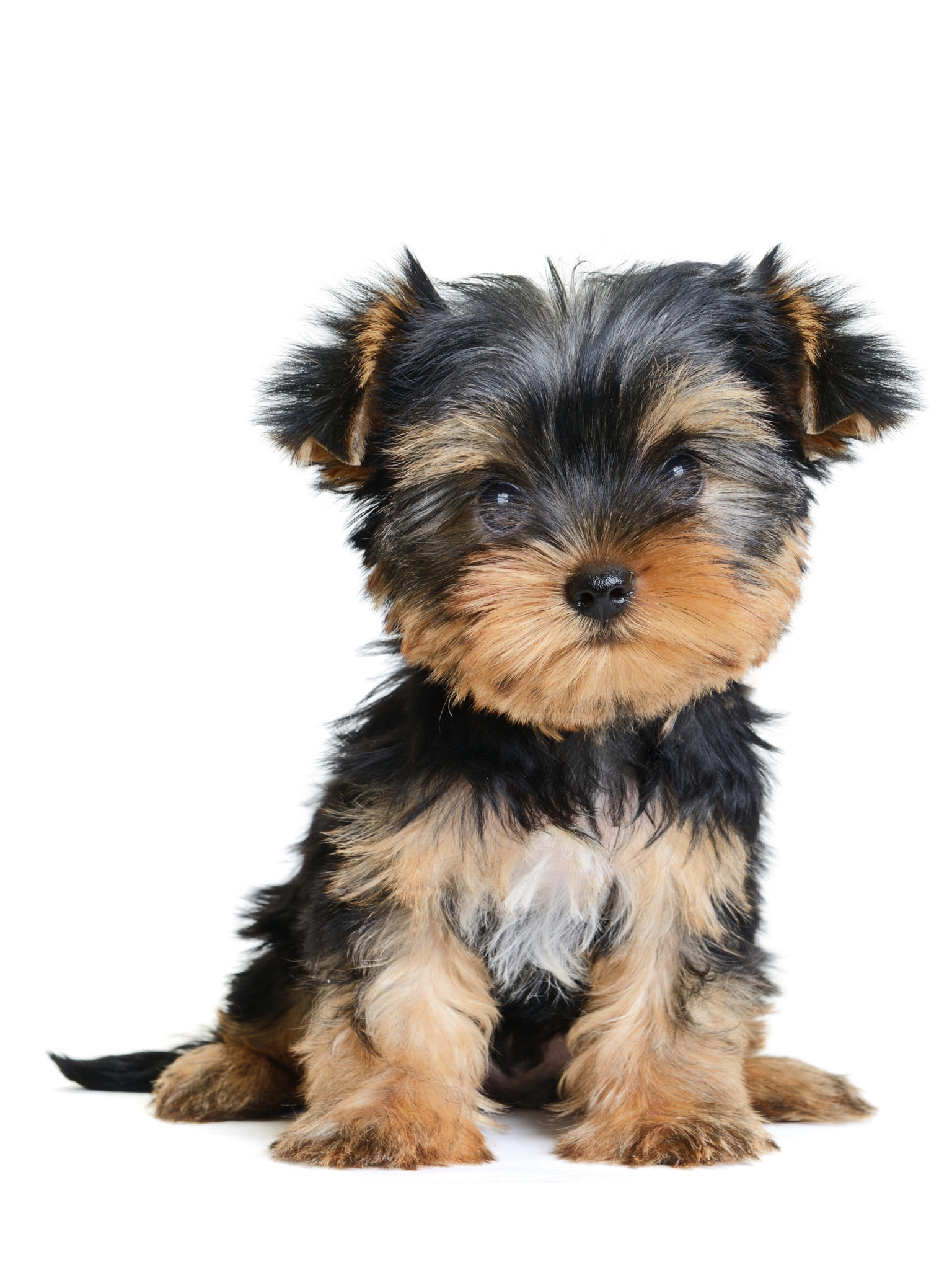Building Bonds Dog Training Tucson, AZ Positive Reinforcement Dog
