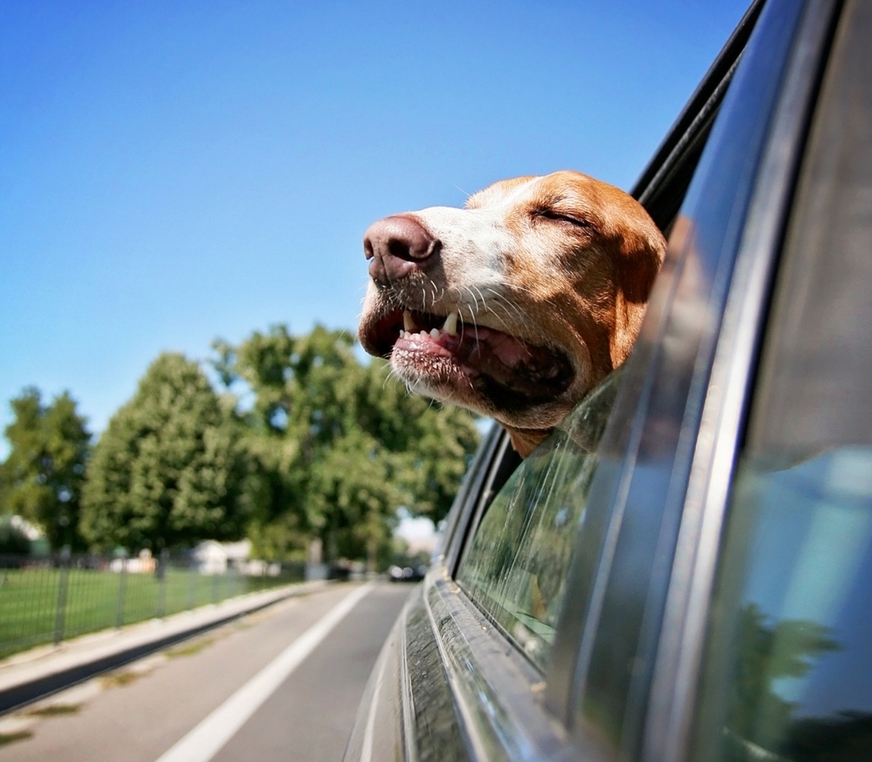 Building Bonds Dog Training Tucson, AZ Positive Reinforcement Dog